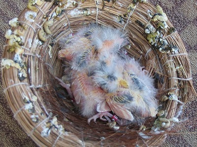 足輪着装: 素人のカナリア飼育日記