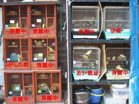 庭箱の準備: 素人のカナリア飼育日記